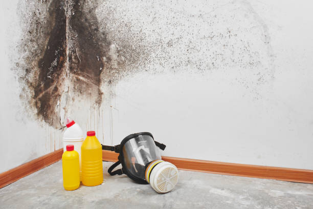 Best Local Mold Removal Service  in Brooklyn Park, MN