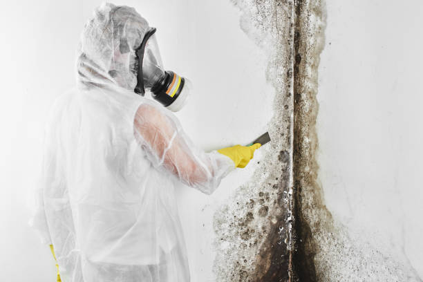 Best Mold Cleaning Services  in Brooklyn Park, MN