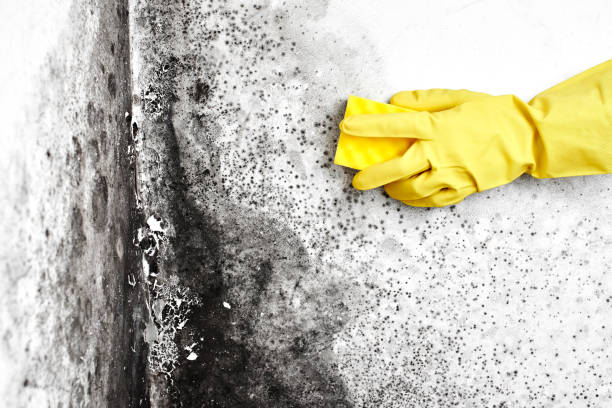 Best Mold Removal Company Near Me  in Brooklyn Park, MN