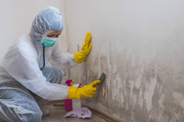 Best Mold Remediation  in Brooklyn Park, MN
