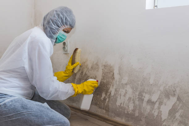 Best Crawl Space Mold Removal  in Brooklyn Park, MN