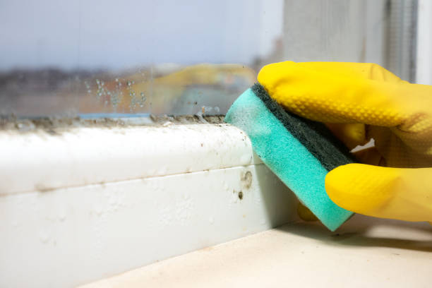 Best Toxic Mold Removal  in Brooklyn Park, MN
