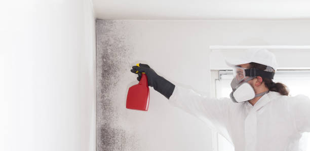 Best Fast Mold Removal  in Brooklyn Park, MN